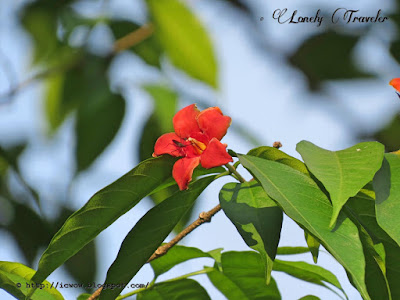 Scarlet Wrightia - Wrightia coccinea