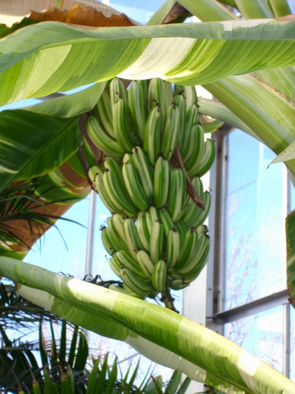 Banana Listrada, Ae Ae Banana ( Musa a'e a'e) Banana Listrada, Ae Ae Banana ( Musa a'e a'e)