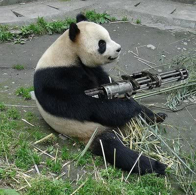 Funny Panda Got Gun