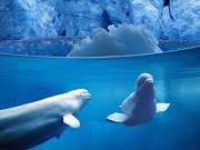 Best Collection Of Ocean Wallpapers Ever (belugas under water background water animal desktop wallpaper)