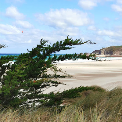 A photograph of a golden beach and turquoise blue sea, below a blue sky; in the foreground are plants and grasses on a sand dune.