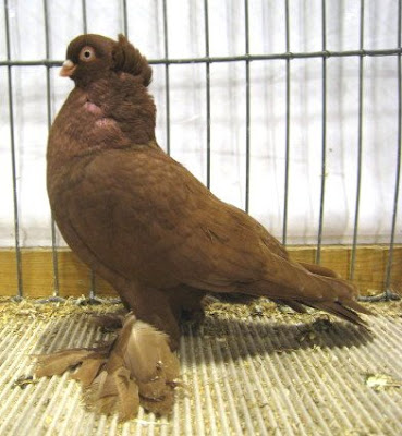 Norwegian Tumbler Pigeon