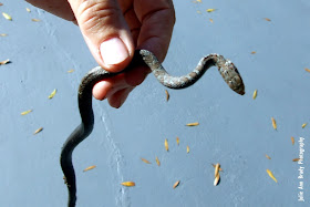 Juvenile Southern Black Racer Snake Dead