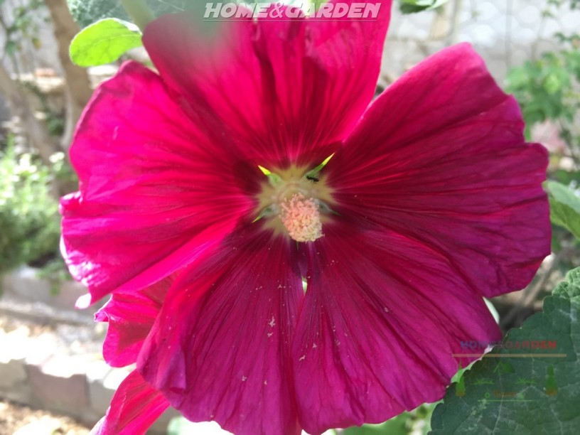 Hollyhock come in an assortment of shades of white, yellow, pink, maroon and red flowers.