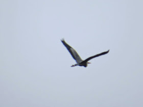 great blue heron