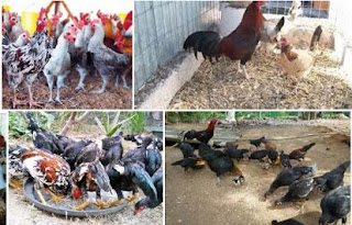 Salah satu faktor kegagalan dalam usasha budidaya ayam kampung yakni penyakit Penyakit Ayam Kampung Dan Pengobatannya – CRD 