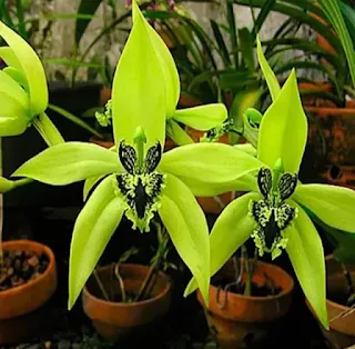 Mengenal Anggrek Hitam (Coelogyne Pandurata) Dari Hutan Kalimantan Dan Cara Budidaya Anggrek Hitam 