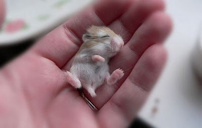 Tiny Adorable Animal Seen On www.coolpicturegallery.us