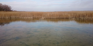 Las Tablas de Daimiel, provincia de Ciudad Real.