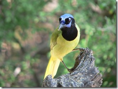Bentsen Palm State Park - a Green Jay