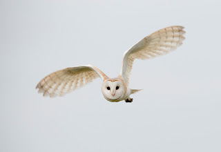 Josh Jaggard, Barn Owl