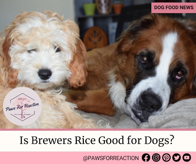 Brewers Rice in Dog Food: What is brewers rice? Is brewers rice good for dogs?