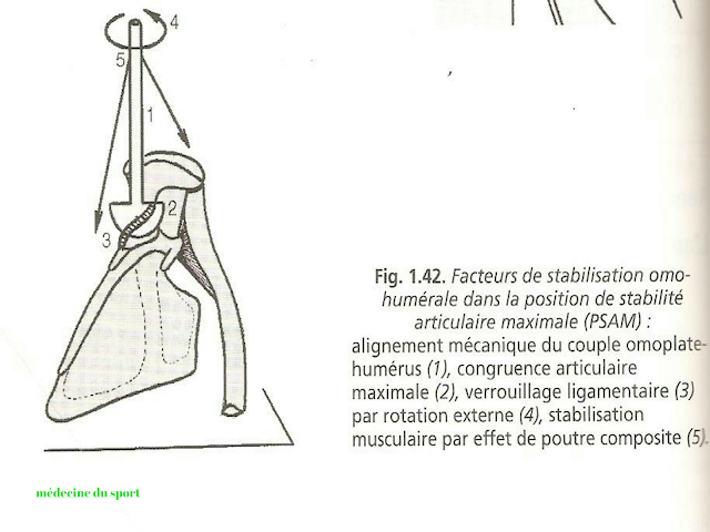 Les Luxations de l’épaule