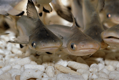 Ikan Patin dalam Legenda