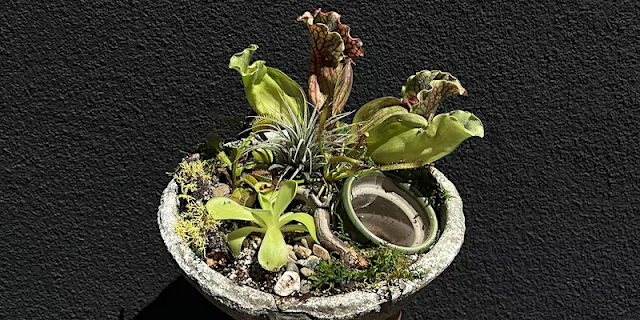 Bowl container with pitcher plants in it