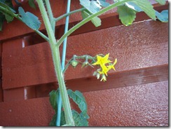 P7060013