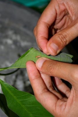 Resepi Ummu Mishkah: Tapai Pulut