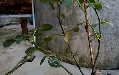 Cara Stek Bunga Mawar dengan Teknik Okulasi atau Tempel Tunas