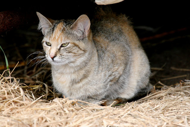 feral cat torbie or dilute tortie