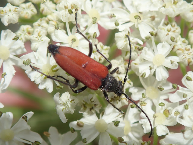 Anastrangalia sanguinolenta