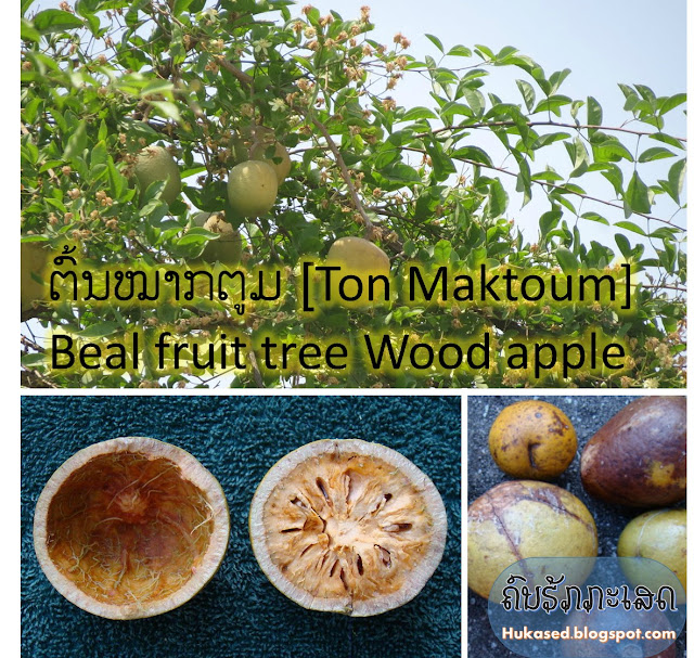 http://hukased.blogspot.com/2016/09/ton-maktoum-beal-fruit-tree-wood-apple.html