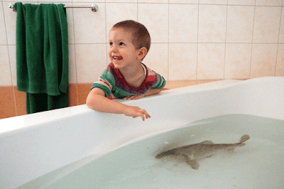 carp in bathtub