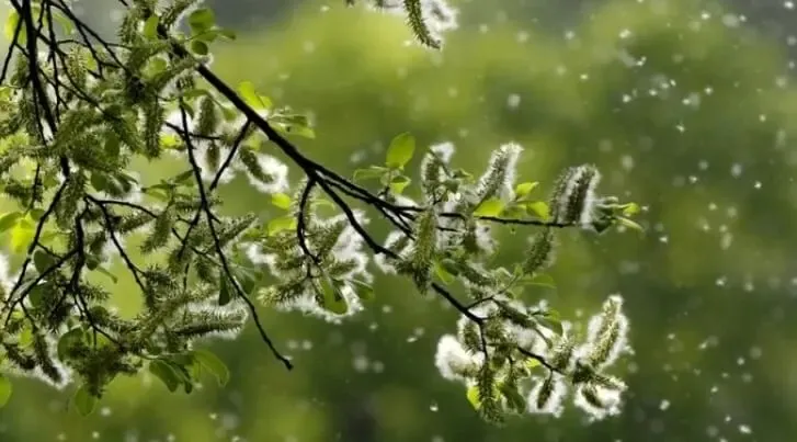 이른-오전에-꽃가루가-날리는-것을-보여주는-이미지