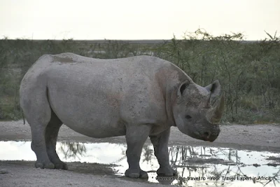 rinocer din Africa langa o balta pe un teren arid