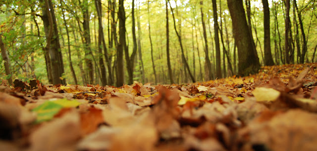 leaves, trees, autumn