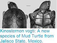 https://sciencythoughts.blogspot.com/2018/08/kinosternon-vogti-new-species-of-mud.html
