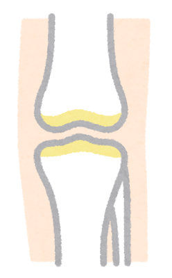 軟骨のイラスト