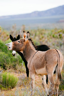 Rising demand for beauty products driving donkeys