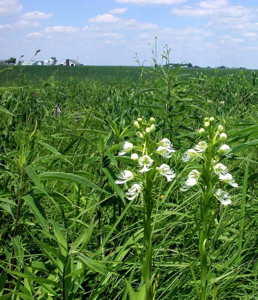 Eastern Prairie Fringed Orchid