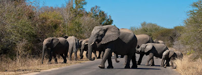 Baby Elephants Photo and Pictures