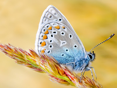 Butterfly Baeutiful