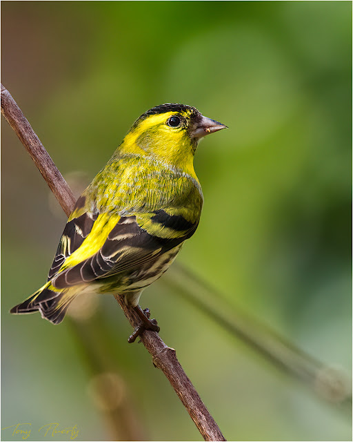 Male siskin