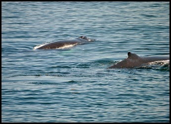 07d - Whales
