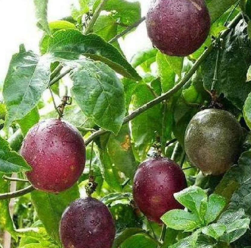 jual bibit buah markisa manis ungu obral pohon tanaman hitam merah terlaris koleksi langka Sulawesi Utara