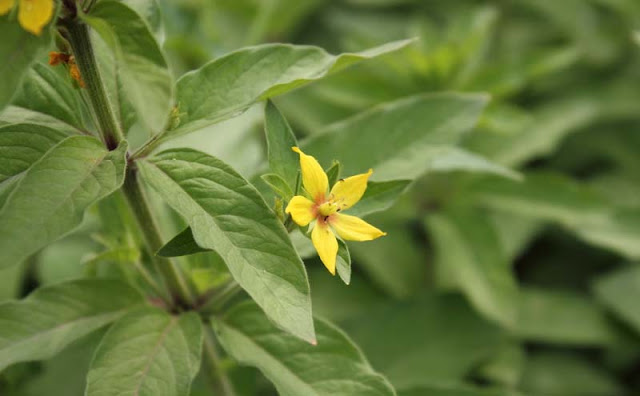 Lysimachia Punctata Flowers