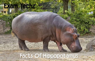 दरियाई  ( Hippopotamus ) घोड़े से जुड़े कुछ रोचक तथ्य