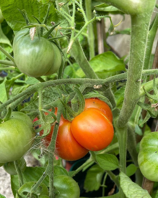 A red tomato growing on the vine, surrounded by green ones.