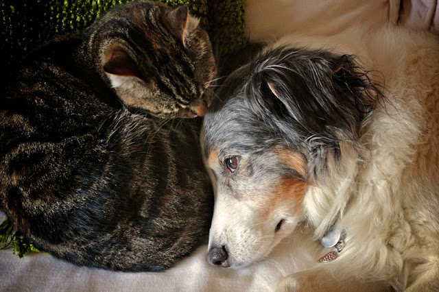 An Australian Shepherd dog cuddles with a brown tabby cat on the bed