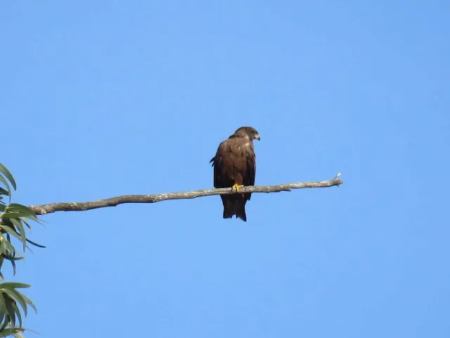 Black kite on a branch in Cais da Ribeira de Esgueira near Aveiro Portugal