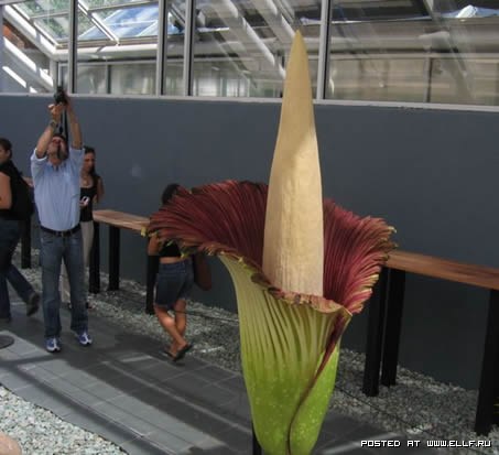 Titan arum also known corpse flower