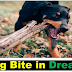 Top 5 meanings of a dog bite in a dream