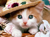 Download Wallpaper Kucing Lucu