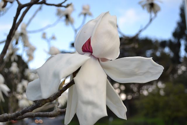 Magnolia campbellii 'Strybing White'