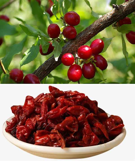 SƠN THÙ DU - Cornus officinalis - Nguyên liệu làm Thuốc Bổ, Thuốc Bồi Dưỡng