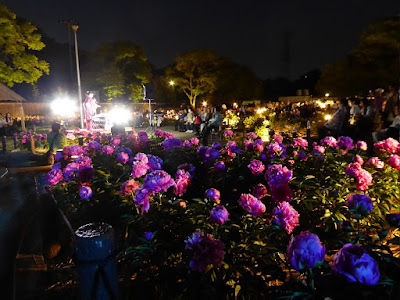 久宝寺緑地 シャクヤク園のライトアップ