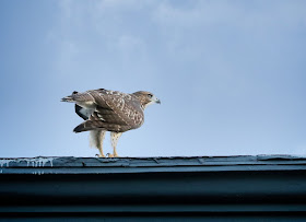 Tompkins Square hawk fledgling exploring a roof